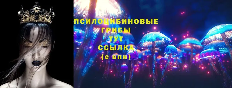 Псилоцибиновые грибы Cubensis  дарнет шоп  Нерчинск 